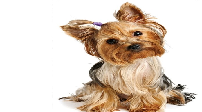Kidney Disease in Dogs: What Dog Owners Should Know